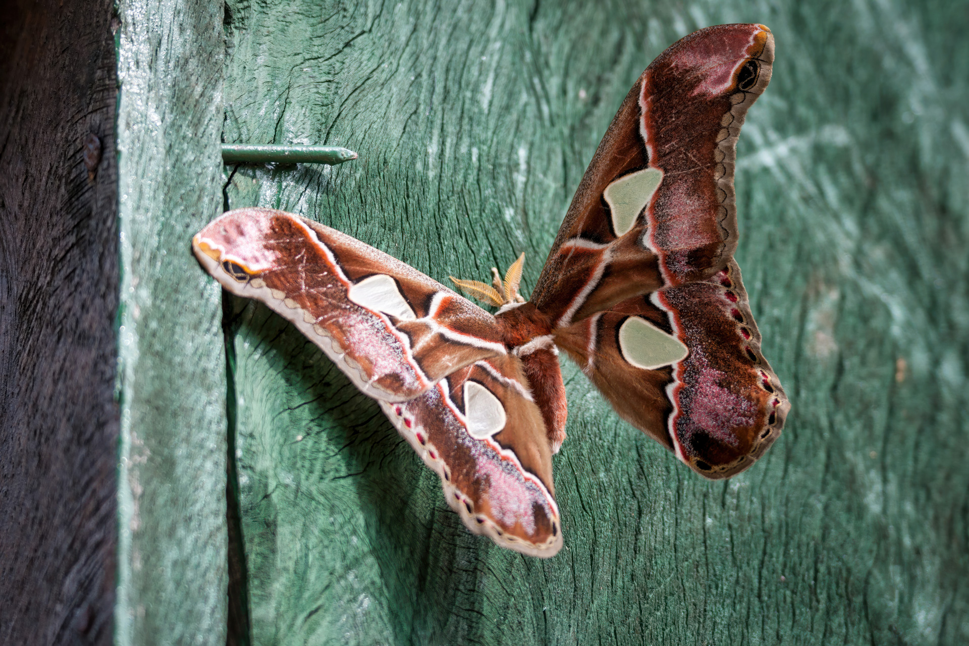 Rothschildia erycina nigrescens aus der Familie der Pfauenspinner (Saturniidae)